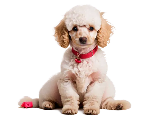 Poodle, white fur, fluffy texture, curly hair, cute expression, big brown eyes, pink nose, sitting pose, front legs crossed, paws together, red collar with golden bell, soft focus, warm lighting, past