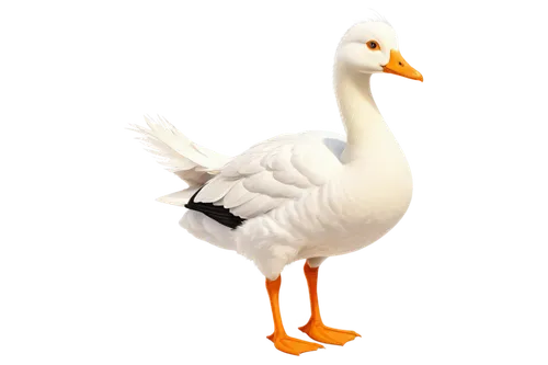 Cartoonish goose, white feathers, orange beak, bright eyes, honking sound effect, standing pose, one leg lifted, soft fluffy texture, sunny yellow background, comedic composition, exaggerated expressi