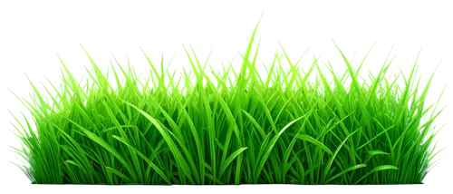 block of grass,artificial grass,grass,cordgrass,grass golf ball,wheatgrass,gras,green grass,wheat germ grass,grass grasses,grassy,green wallpaper,quail grass,ryegrass,wheat grass,blade of grass,grass blades,grasslike,green lawn,grassby,Art,Classical Oil Painting,Classical Oil Painting 33