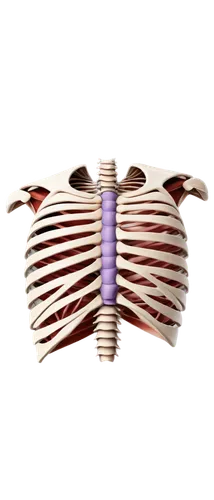 mediastinal,rib cage,mediastinum,intervertebral,diaphragmatic,ribcage,trapezius,sternum,thoracic,subclavian,diaphragms,pectoralis,rmuscles,paraventricular,centriole,prothorax,atrioventricular,tavr,metathorax,inguinal,Conceptual Art,Oil color,Oil Color 17