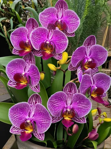 phalaenopsis,phalaenopsis sanderiana,phalaenopsis equestris,mixed orchid,orchids,cattleya rex,orchid,orchid flower,orchids of the philippines,spathoglottis,cattleya,moth orchid,christmas orchid,cattleya labiata,flower exotic,laelia,tulipan violet,wild orchid,tropical flowers,lilac orchid,Conceptual Art,Daily,Daily 06