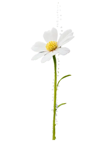 oxeye daisy,ox-eye daisy,marguerite daisy,white cosmos,camomile flower,common daisy,daisy flower,shasta daisy,perennial daisy,leucanthemum,margueritte,salt flower,grass blossom,feverfew,white flower,crepis,hieracium,pyrethrum,delicate white flower,erigeron,Conceptual Art,Graffiti Art,Graffiti Art 04