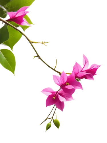 Bougainvillea, flowering vine, pink petals, green leaves, thorny stems, climbing plant, bright sunlight, morning dew, soft focus, shallow depth of field, warm color tone, 3/4 composition, cinematic li