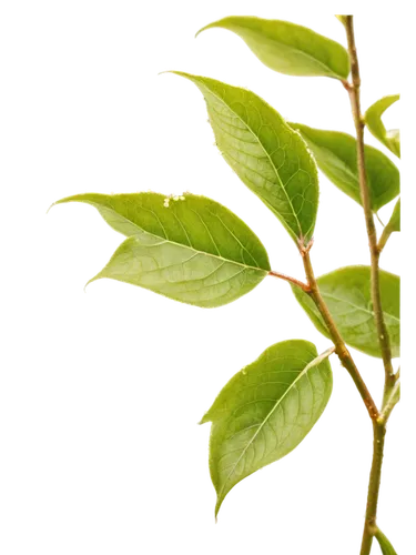 aaaa,spring leaf background,green leaves,spicebush,aaa,erythroxylum,leaf bud,young leaves,gum leaves,tulsi seeds,green wallpaper,hypericum patulum,leaf branch,green foliage,jasmine branch close-up,leaf green,schefflera,green background,rhamnus,salix,Conceptual Art,Oil color,Oil Color 15