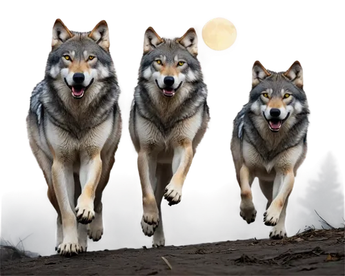 wolves,wolfs,malamutes,huskies,loups,wolfes,canids,wolens,wolfers,two wolves,lobos,wolfriders,howling wolf,wolfsangel,wolf pack,wolfsfeld,wolfdog,werewolves,wolffian,wolfgramm,Photography,Artistic Photography,Artistic Photography 11