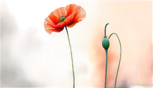 poppy flowers,poppy flower,orange poppy,mohn,red poppy,a couple of poppy flowers,poppies,poppy plant,red poppies,poppy anemone,iceland poppy,klatschmohn,papaver,corn poppy,floral poppy,red poppy on railway,papaver orientale,wild poppy,corn poppies,pink poppy,Conceptual Art,Oil color,Oil Color 10