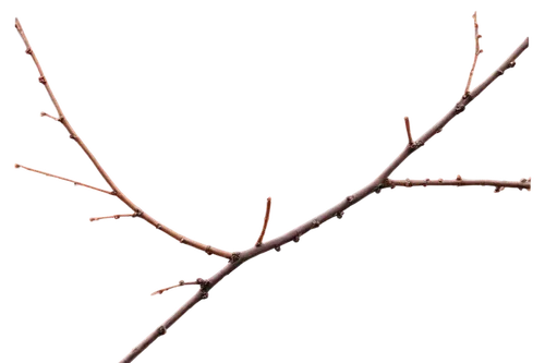 currant branch,bare branch,dry twig,cherry twig,dry branch,cherry branches,cherry branch,branch,tree branch,amelanchier lamarckii,rose branch,birch tree background,cherry blossom branch,lilac branch,twig,prunus,prunus subhirtella f,hazel alder,barberry,sorbus intermedia,Illustration,Vector,Vector 10