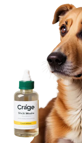 petcare,mogridge,cheerful dog,dog pure-breed,argan,deg,origel,sage-derby cheese,curettage,crossbreed,citrate,chemoattractant,dogue,for pets,cruger,dogrib,corgi,beagle,druggist,corgis,Art,Artistic Painting,Artistic Painting 26