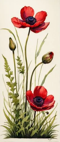 coquelicot,red poppies,red anemones,klatschmohn,red poppy,poppy flowers,poppies,poppy plant,papaver,red poppy on railway,floral poppy,anemone coronaria,poppy anemone,flower painting,red anemone,corn poppies,oriental poppy,a couple of poppy flowers,pasqueflower,flower illustration,Conceptual Art,Fantasy,Fantasy 07