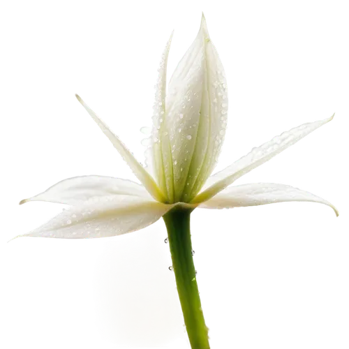 grass lily,white lily,lily flower,stamen,grape-grass lily,starflower,stamens,flower of water-lily,delicate white flower,garden star of bethlehem,hymenocallis,madonna lily,white cosmos,grass blossom,dewdrop,spider flower,lily water,stellaria,white flower,white water lily,Photography,Black and white photography,Black and White Photography 03