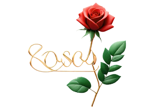 rose png,yellow rose background,romantic rose,rosa,rose,arose,rose flower illustration,rosse,rosal,rosae,roseate,losec,rosebud,rose clover,rosevear,rosevelt,red rose,rossel,rose leaf,lossy,Photography,Documentary Photography,Documentary Photography 22