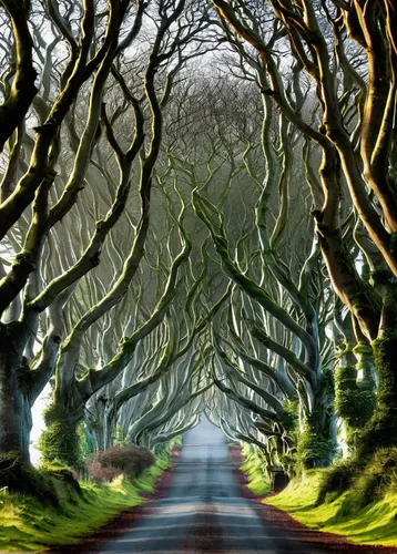 the dark hedges,forest road,tree lined lane,celtic tree,tree lined,ireland,tree-lined avenue,northern ireland,tree lined path,hollow way,winding road,maple road,tree canopy,row of trees,the road,the mystical path,beech trees,winding roads,fork road,road of the impossible,Illustration,Black and White,Black and White 18