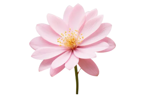 dahlia pink,pink chrysanthemum,flowers png,japanese anemone,anemone japonica,magnolia star,star dahlia,lotus png,cosmos flower,korean chrysanthemum,pink anemone,flower of dahlia,pink flower white,vancouver dahlia,pink flower,pink dahlias,minimalist flowers,pink magnolia,lotus ffflower,flower background,Conceptual Art,Oil color,Oil Color 18