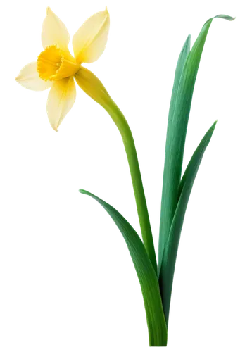 flowers png,flower background,tulip background,iridaceae,grass lily,spring leaf background,daff,daffodils,spring background,daffyd,filled daffodil,daffodil,the trumpet daffodil,yellow daffodil,jonquils,flower illustration,day lily,flower wallpaper,easter lilies,zephyranthes,Illustration,Retro,Retro 16