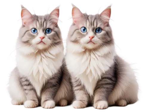 sphinxes,catterns,two cats,georgatos,persians,blue eyes cat,felids,cats angora,icecats,copycatting,breed cat,european shorthair,british longhair cat,capricorn kitz,siberian cat,thunderclan,tabbies,snowcats,cat with blue eyes,befuddles,Conceptual Art,Fantasy,Fantasy 15