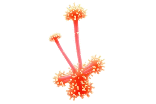 firecracker flower,pyrotechnic,fire poker flower,flowers png,fire flower,flame flower,firework,fireworks rockets,straw flower,missing particle,pyrotechnics,sundew,fireworks art,minimalist flowers,stamen,particles,explosion,last particle,gas flare,exploding,Unique,Pixel,Pixel 04