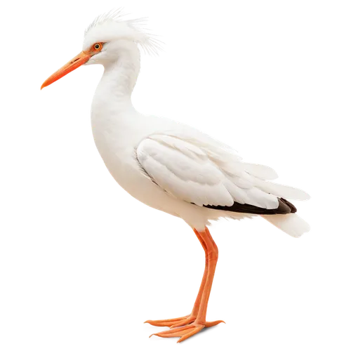 gwe,orange gull,bird png,gooseander,branta,royal tern,ornamental duck,whitelocke,galliformes,laridae,ibis,rockerduck,brahminy duck,seagull,kagu,indian sea gull,araucana,gullfaks,aztec gull,nile goose,Conceptual Art,Daily,Daily 07