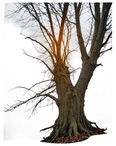 arbre,old gnarled oak,old tree,arboreal,old tree silhouette,elm tree,gnarled,tree thoughtless,creepy tree,oak tree,deciduous tree,linden tree,tree and roots,leafless,scratch tree,bare tree,branching,oaktree,celtic tree,ornamental tree,Photography,Documentary Photography,Documentary Photography 16