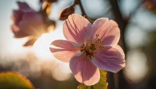 dogwood flower,flower in sunset,peach flower,saucer magnolia,flowering cherry,autumnalis,almond blossom,pink magnolia,apricot flowers,flowering dogwood,peach blossom,spring blossom,cosmos flower,spring flower,apricot blossom,spring bloomers,tree anemone,sakura flower,apple tree blossom,apple blossoms,Photography,General,Cinematic