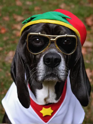 rastaman,indian dog,jagdterrier,teddy roosevelt terrier,rasta flag,biewer terrier,native american indian dog,mali,olodum,lithuanian hound,gundogmus,reggae,herd protection dog,brazilian terrier,top dog,german spaniel,ernie,smaland hound,legerhond,bakharwal dog,Conceptual Art,Oil color,Oil Color 02