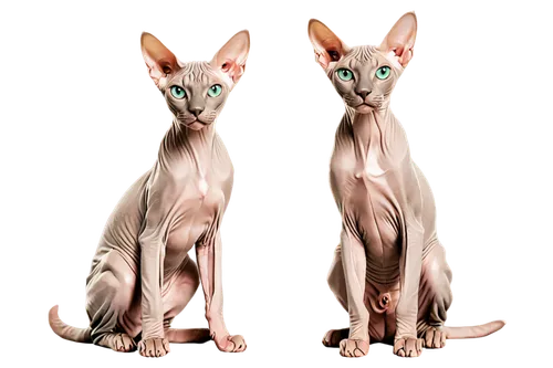 Hairless cat, Sphynx breed, sleek body, wrinkled skin, large ears, whisker-less, curious expression, bright eyes, sitting posture, front legs together, back legs apart, shiny skin, smooth muscle tone,