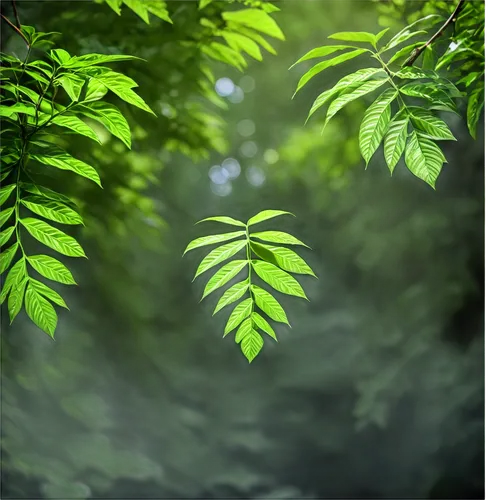 ailanthus,beech leaves,green wallpaper,metasequoia,aaaa,green leaves,pteris,intensely green hornbeam wallpaper,chestnut leaves,aralia,beech leaf,leaf green,aaa,leaf fern,acers,green foliage,carpinus,tree leaves,green forest,forest plant,Illustration,Black and White,Black and White 18