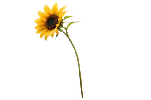 helianthus,helianthus occidentalis,rudbeckia,helianthus annuus,small sun flower,rudbeckia nidita,flowers png,woodland sunflower,helianthus tuberosus,rudbeckia fulgida,rudbeckia nitida,sunflower lace background,helianthus sunbelievable,stored sunflower,sunflower,yellow gerbera,sunflower paper,black-eyed susan,sunflowers in vase,sun flower,Illustration,Vector,Vector 06