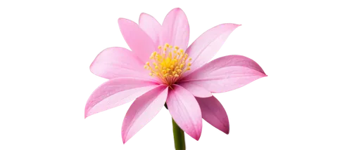 flowers png,pink flower,flower background,flower wallpaper,pink flower white,chrysanthemum background,flower pink,pink floral background,pink chrysanthemum,pink cosmea,cosmos flower,wood daisy background,gerbera flower pink,two-tone flower,pink anemone,cosmea,pink background,minimalist flowers,bicolored flower,floral digital background,Art,Classical Oil Painting,Classical Oil Painting 18