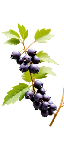 Elderberry branch, purple berries, green leaves, delicate stems, natural light, soft focus, shallow depth of field, warm color tone, 3/4 composition, slight blur effect, macro photography style, isola