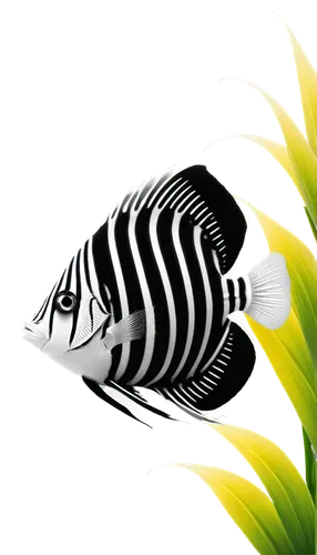 butterfly fish,butterflyfish,angelfish,archerfish,zebraspinne,tigerfish,lemon doctor fish,zebrafish,zebra,ornamental fish,diamond zebra,imperator angelfish,zebra pattern,lemon butterflyfish,rabbitfish,tropical fish,damselfish,striped background,pallet surgeonfish,trigger fish,Illustration,Vector,Vector 21