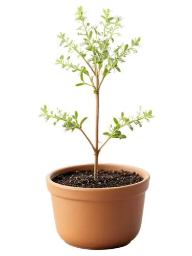 Thyme plant, small herb, green leaves, tiny flowers, delicate stem, pot, soil, natural texture, morning dew, soft sunlight, 3/4 composition, shallow depth of field, warm color tone, cinematic lighting