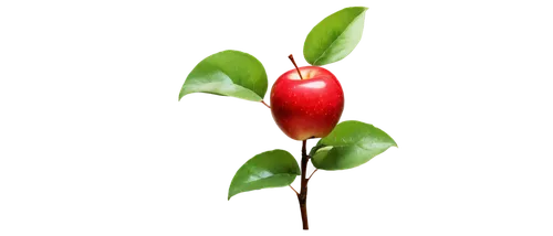 Red apple, solo, shiny surface, green leaf, stem attached, round shape, juicy flesh, vibrant color, still life, warm lighting, close-up shot, 3/4 composition, shallow depth of field, soft focus, natur