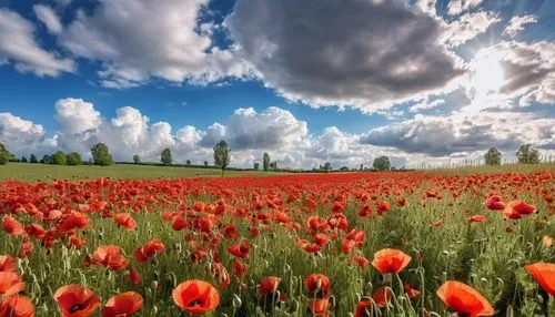 poppy fields,field of poppies,poppy field,red poppies,poppy flowers,poppies,coquelicot,field of flowers,flower field,red poppy,blanket of flowers,flowers field,papaver,meadow landscape,flower meadow,poppies in the field drain,poppy family,klatschmohn,red poppy on railway,corn poppies,Photography,General,Realistic