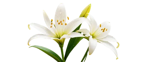 easter lilies,flowers png,star of bethlehem,madonna lily,lilies of the valley,garden star of bethlehem,white lily,lily of the valley,jonquils,flower background,lily of the field,flower wallpaper,tulip background,spring leaf background,zephyranthes,lilly of the valley,muguet,white floral background,white flower,lily of the desert,Photography,Fashion Photography,Fashion Photography 12