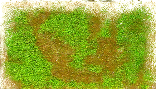 degenerative,vnaf,grassman,grass,gras,block of grass,hedge,crayon background,footprint,microflora,green wheat,chlorosis,green border,seamless texture,topographer,shrubbery,vegetated,vegetation,gpr,otfried,Photography,Documentary Photography,Documentary Photography 24