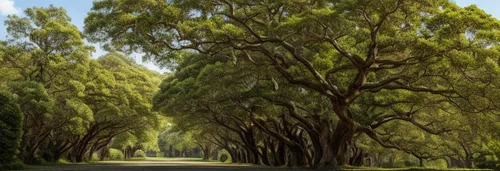 tree-lined avenue,tree lined lane,tree lined,forest road,row of trees,tree lined path,tree canopy,tree grove,palma trees,grove of trees,green trees,rosewood tree,trees,gum trees,the dark hedges,maple road,california live oak,corkscrew willow,trees with stitching,aaa,Material,Material,Camphor Wood