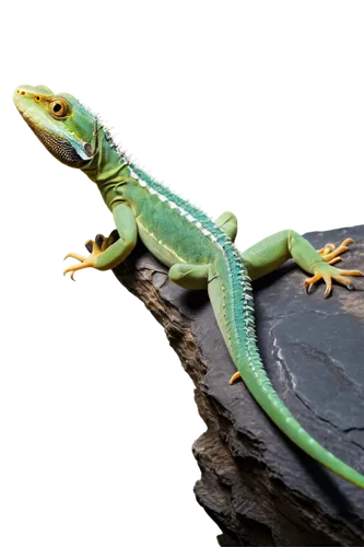 emerald lizard,malagasy taggecko,green crested lizard,european green lizard,green lizard,carolina anole,eleutherodactylus,eastern water dragon lizard,day gecko,iguanidae, anole,anole,dragon lizard,whiptail,fringe-toed lizard,eastern water dragon,caiman lizard,patrol,side-blotched lizards,ring-tailed iguana,Illustration,Realistic Fantasy,Realistic Fantasy 15