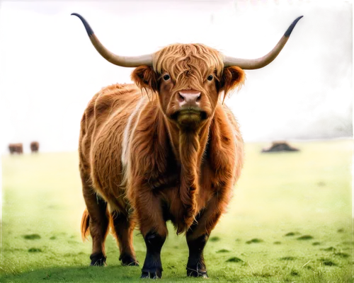 scottish highland cattle,highland cattle,scottish highland cow,highland cow,watusi cow,texas longhorn,horns cow,ox,galloway cattle,alpine cow,oxen,mountain cow,bos taurus,bovine,beef breed international,longhorn,simmental cattle,beef cattle,domestic cattle,cow,Illustration,Abstract Fantasy,Abstract Fantasy 23