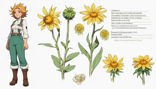 woodland sunflower,mayweed,helianthus,hieracium,tall field buttercup,hawkbit,arnica,marguerite,xerochrysum bracteatumm,helianthus tuberosus,doronicum orientale,heath aster,perennial daisy,lesser celandine,small sun flower,helianthus annuus,sea aster,meadow daisy,perennials-sun flower,hawkweed,Unique,Design,Character Design