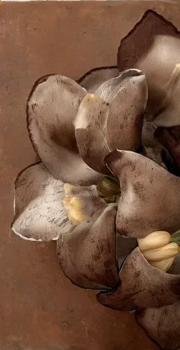 magnoliaceae,tulip magnolia,dried petals,magnolia flowers,potato blossoms,sapodilla