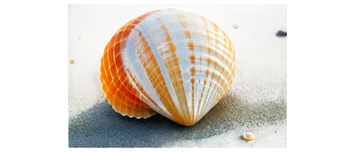 spiny sea shell,garden cone snail,sea shell,snail shell,beach shell,pilgrim shell,conch shell,calliostoma,blue sea shell pattern,sea snail,seashell,cowry,cowrie,cowries,banded snail,teleoconch,shelled gastropod,marine gastropods,shell,micromollusc,Illustration,Vector,Vector 13