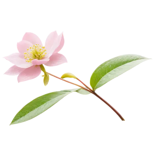 magnolia × soulangeana,chinese magnolia,magnolia star,japanese camellia,flowers png,camellia blossom,magnolia x soulangiana,rosa-sinensis,magnolia flower,dog-rose,magnolia,tea flowers,magnolia blossom,syzygium,pink magnolia,syzygium aromaticum,yulan magnolia,rosa caninas,japanese anemones,lotus png,Art,Classical Oil Painting,Classical Oil Painting 32