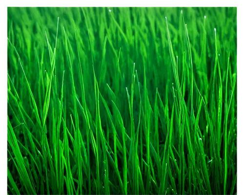 wheat grass,wheatgrass,block of grass,artificial grass,wheat germ grass,grass grasses,green grass,green wheat,grass blades,grass,green grain,quail grass,arrowgrass,green lawn,artificial turf,blade of grass,golf course grass,green wallpaper,trembling grass,sea arrowgrass,Conceptual Art,Oil color,Oil Color 13