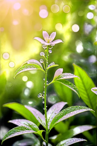 Yerba mate plant, green leaves, slender stems, white flowers, intricate veins, dew droplets, morning sunlight, soft focus, shallow depth of field, warm color tone, 3/4 composition, natural lighting.,b