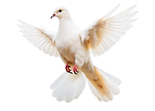 dove of peace,peace dove,doves of peace,bird png,white dove,carrier pigeon,white pigeon,beautiful dove,short-billed corella,white pigeons,dove,domestic pigeon,plumed-pigeon,doves,turtledove,doves and pigeons,passenger pigeon,homing pigeon,little corella,holy spirit,Conceptual Art,Oil color,Oil Color 14