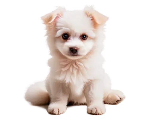 japanese spitz,german spitz,german spitz mittel,english white terrier,american eskimo dog,cute puppy,dog pure-breed,west highland white terrier,canadian eskimo dog,german spitz klein,dog breed,chihuahua poodle mix,maltepoo,poodle crossbreed,pomeranian,indian spitz,korean jindo dog,cavachon,japanese terrier,pet vitamins & supplements,Photography,Fashion Photography,Fashion Photography 11