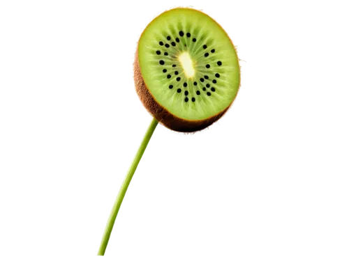 green kiwi,kiwi fruit,kiwi,kiwi plantation,venus flytrap,kiwifruit,kiwi coctail,carnivorans,petiole,chloropaschia,sundew,sporangium,dionaea,nepenthaceae,asparagaceae,ovule,kiwi lemons,seedpod,lampsacus,energex,Art,Artistic Painting,Artistic Painting 24