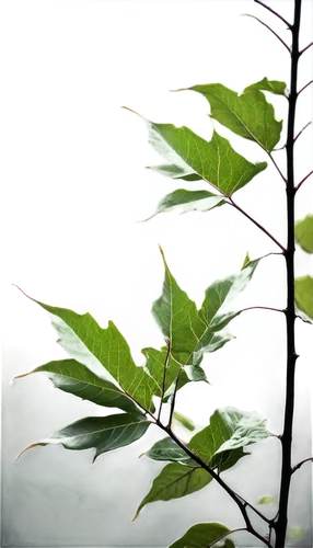 green leaves,leaves,moraceae,chestnut leaves,sapindaceae,tree leaves,acer platanoides,leafed,acer japonicum,leaf green,chestnut with leaf,sambucus,maple foliage,gum leaves,green foliage,chestnut leaf,leaf background,young leaves,beech leaves,nettle leaves,Conceptual Art,Daily,Daily 06