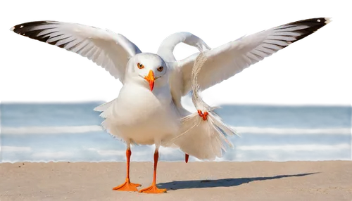 seagull,royal tern,gulls,tern bird,indian sea gull,crested terns,seagulls birds,sea gulls,sea birds,doves of peace,seagulls,sea gull,dove of peace,orange gull,flying sea gulls,sea bird,silver seagull,kelp gulls in love,tern,seagull in flight,Conceptual Art,Daily,Daily 01