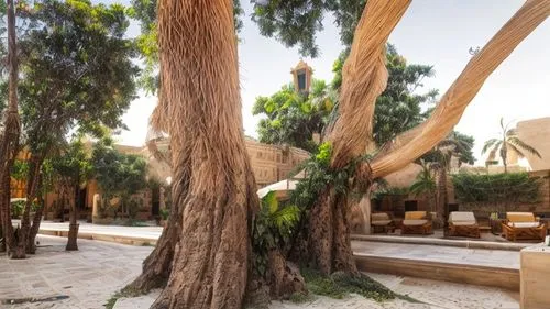 padang pasir, realistic and HD,canarian dragon tree,date palms,tree house hotel,argan trees,palma trees,eco hotel,caravanserai,qasr al watan,argan tree,bodhi tree,hala sultan tekke,casa fuster hotel,o